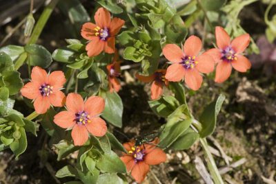 Foto: O. Pichard - Anagallis arvensis - Mouron des champs - Saint-fuscien (Somme) le 19/05/2007