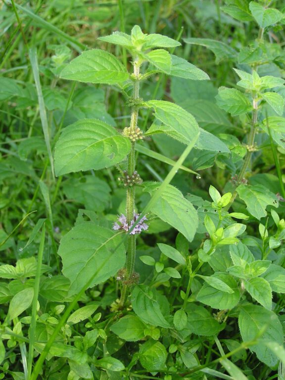 Ackerminze (Mentha arvensis), @Michael Becker (Commons Wikimedia, User Mbc), August 2005)