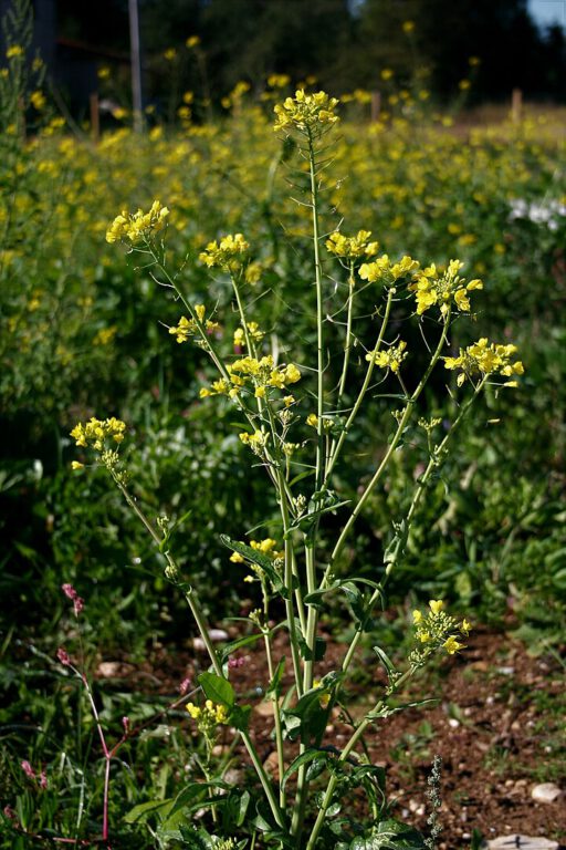 Ackersenf (Sinapis arvensis), @Enrico Blasutto (Commons Wikimedia), Oktober 2006